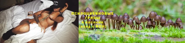 PSILOCYBIN Заволжье