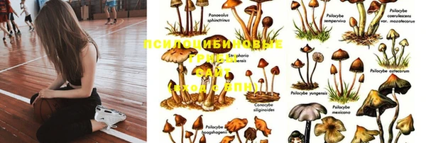 PSILOCYBIN Заволжье